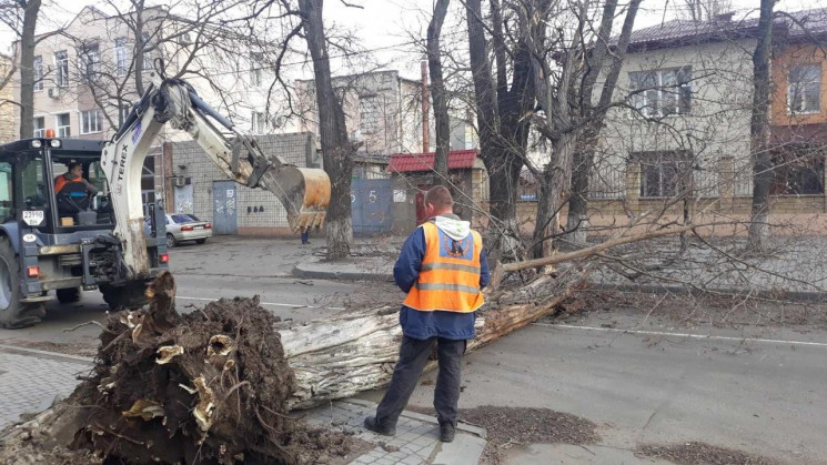 В Одесі впала рекордна кількість дерев –…