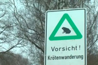 Таксі для жаб: Як у Німеччині піклуються…