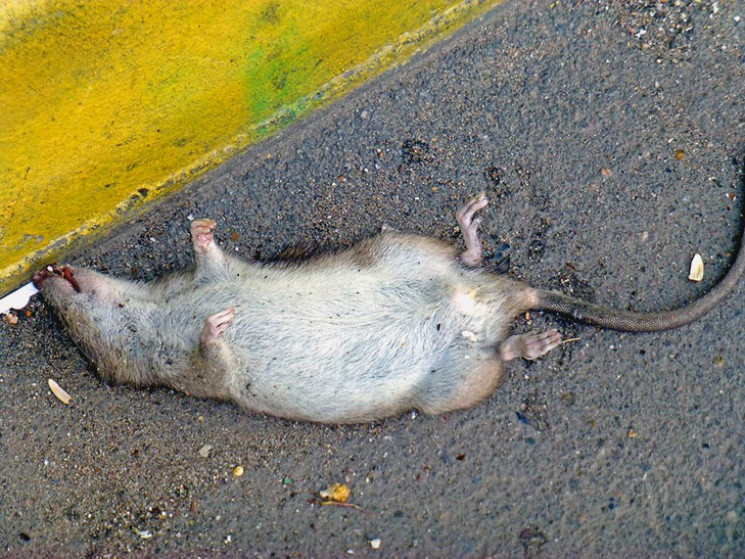 В запорожском супермаркете крыса разлегл…