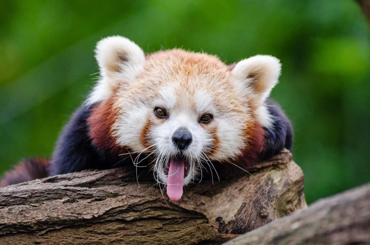 Вчені вперше з’ясували, що червоних панд…