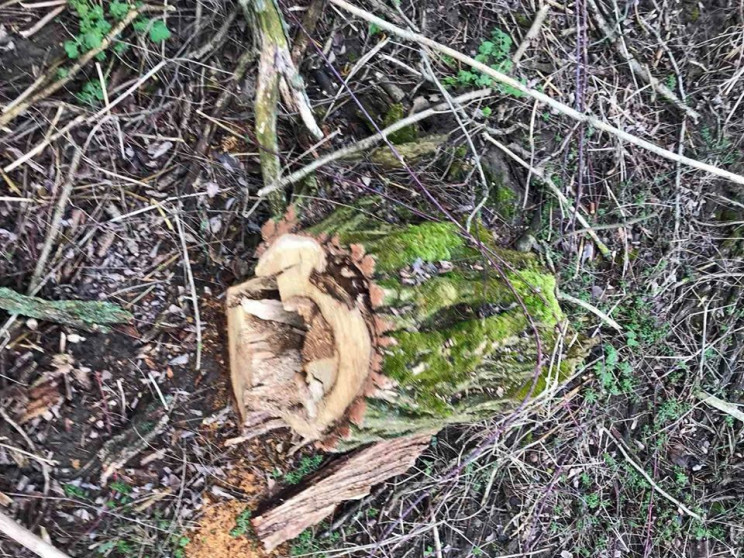Незаконну рубку дерев виявили екологи на…