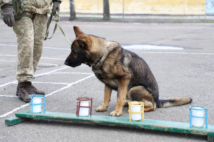 На Львівщині тренують собак, які захищат…