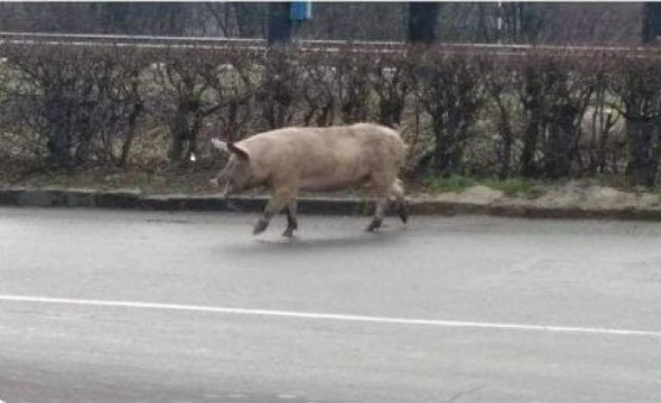 В Мукачеве посреди улицы гуляют свиньи-"…