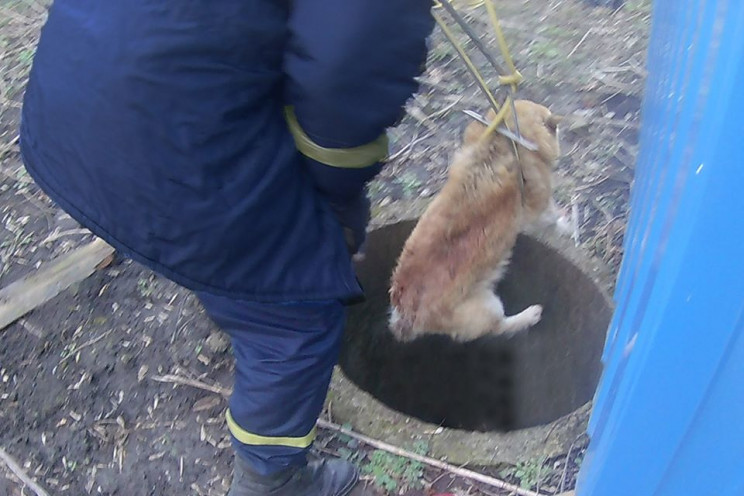 У Кам'янці надзвичайники врятували собак…