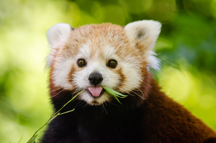 Ученые открыли новый вид красных панд…