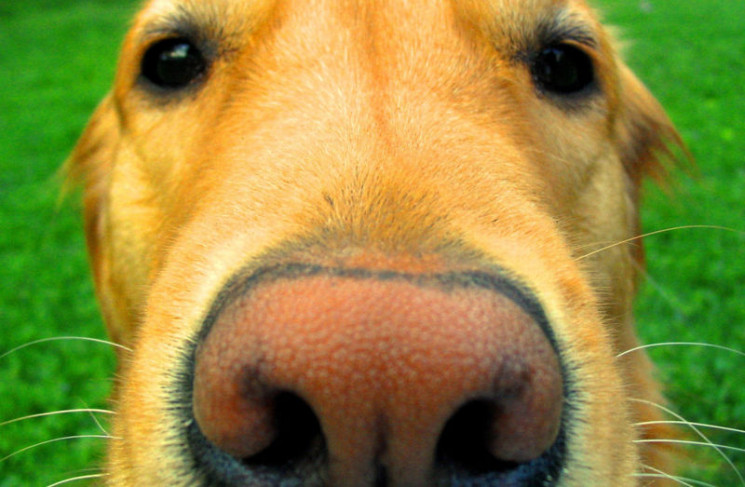 Собачий нос работает, как тепловизор, –…