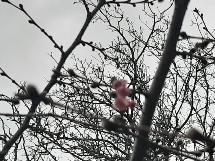 У Вінниці вже починають цвісти сакури…