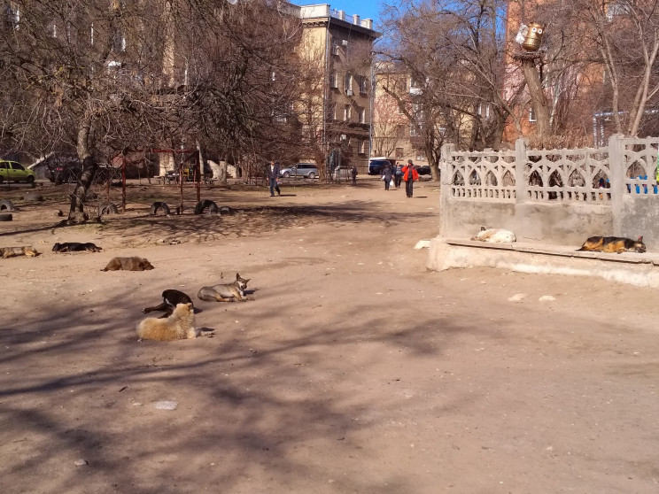 В Николаеве бездомные собаки "прописалис…