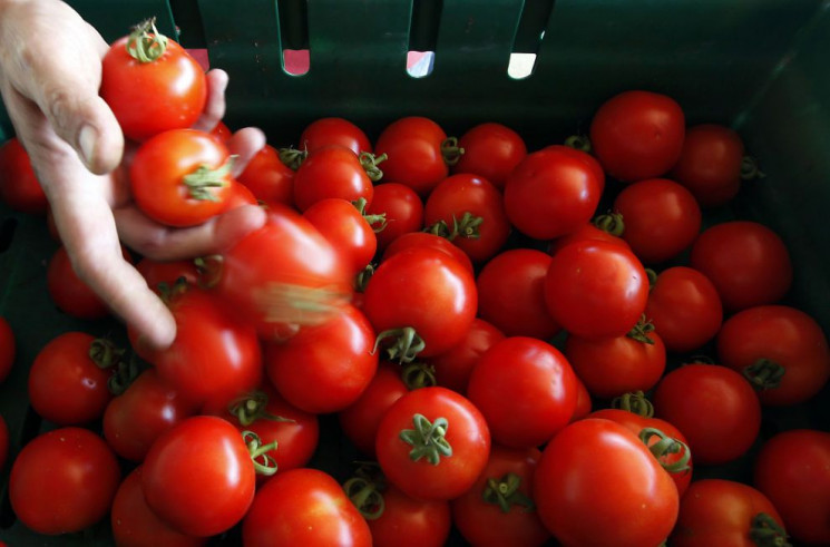 У Львові стрімко зросли ціни на помідори…