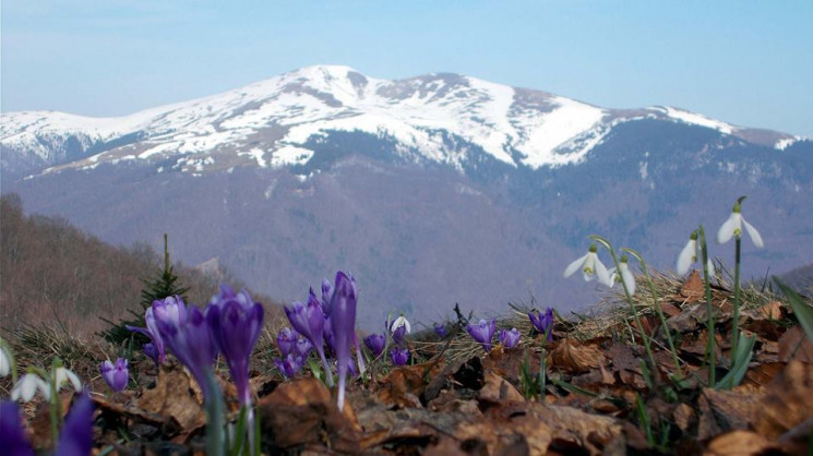 Весна в Карпатах: Які фантастичні краєви…