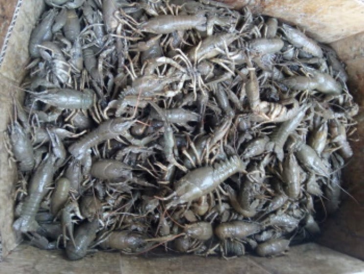 Рибалки-браконьєри за 10 днів завдали зб…