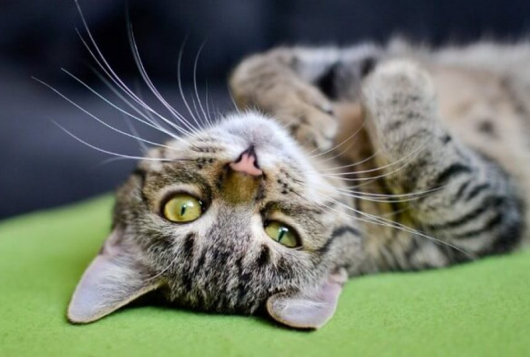 Вчені розповіли, як коти впливають на зд…