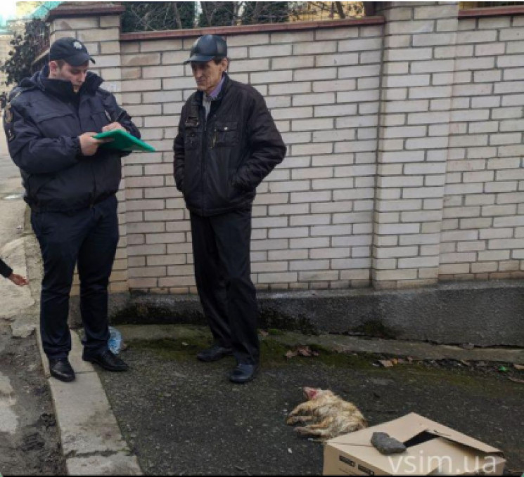 Бійцівський пес роздер маленьку собачку…