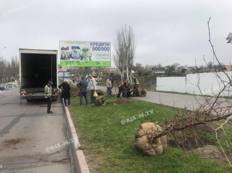 В Мелитополе высадили полсотни платанов…