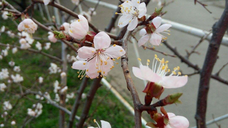 В Киеве обильно цветут абрикосы…