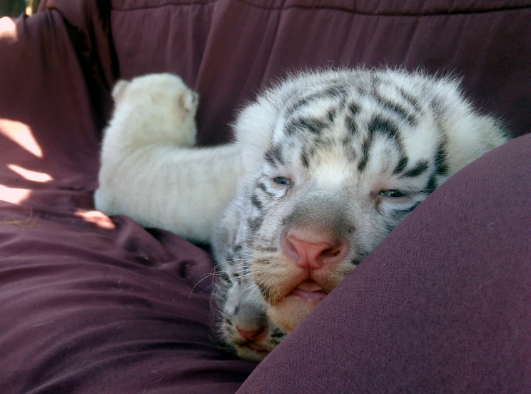 В бердянском зоопарке белая тигрица роди…