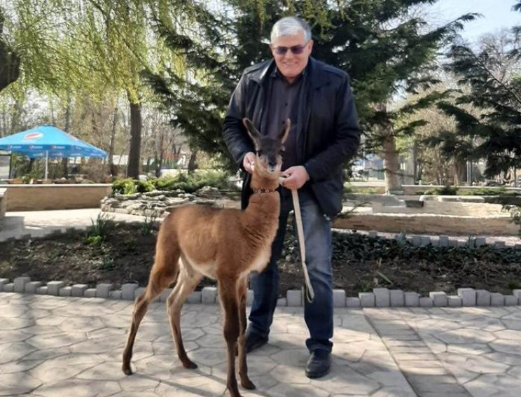 В Одесском зоопарке у пары лам родился д…