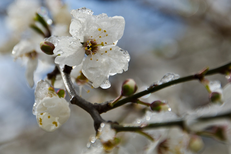 Весняний цвіт під загрозою: У Києві замо…