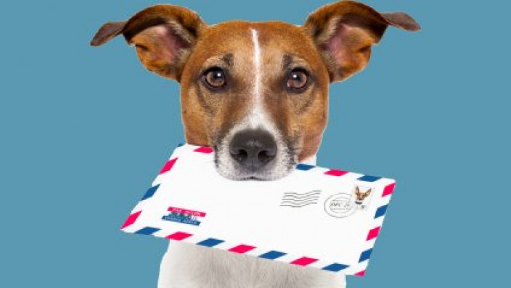 Як собака став поштарем для дітей, які с…