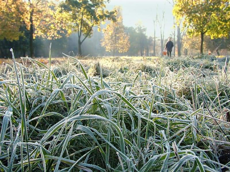 Синоптики прогнозируют сильные заморозки…