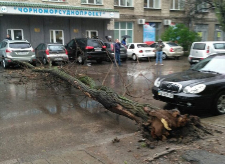 В Николаеве дерево рухнуло прямо на доро…