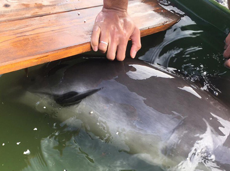 У Сочі порятунок дельфіна завершився йог…