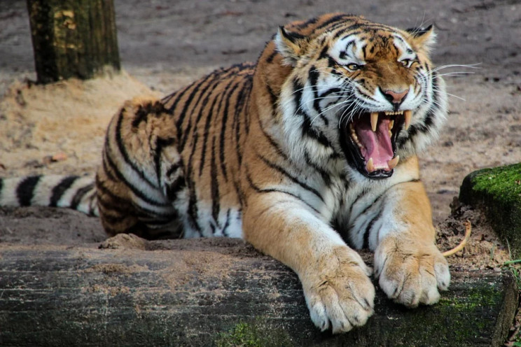 Тигр вперше виявився зараженим коронавір…