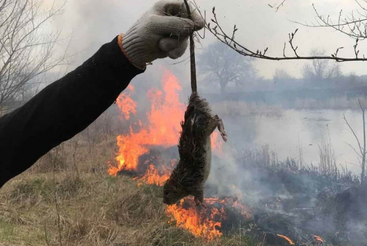 На Дніпропетровщині пожежні врятували з…