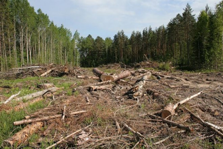 Два лісництва Кропивниччини оштрафували…