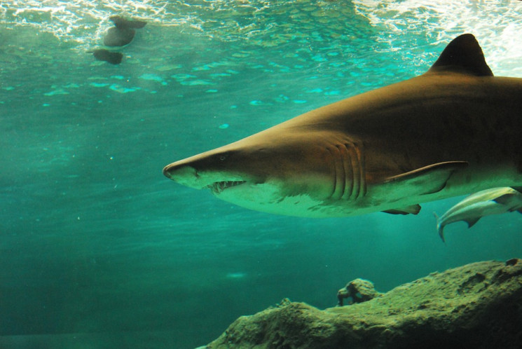 Вчені встановили вік акул завдяки випроб…