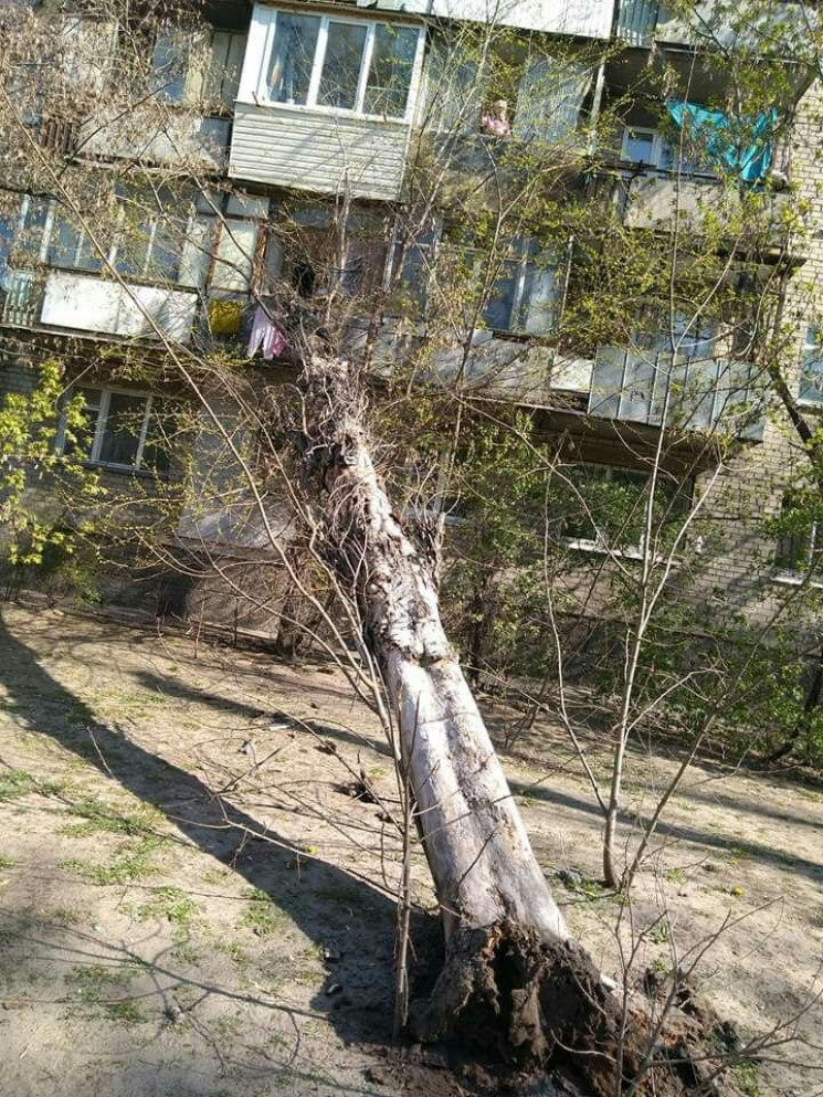 В Днепре упало дерево в сторону жилого з…