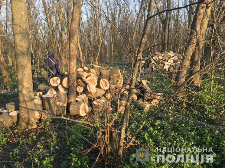 На Полтавщині "чорний" лісоруб спиляв де…