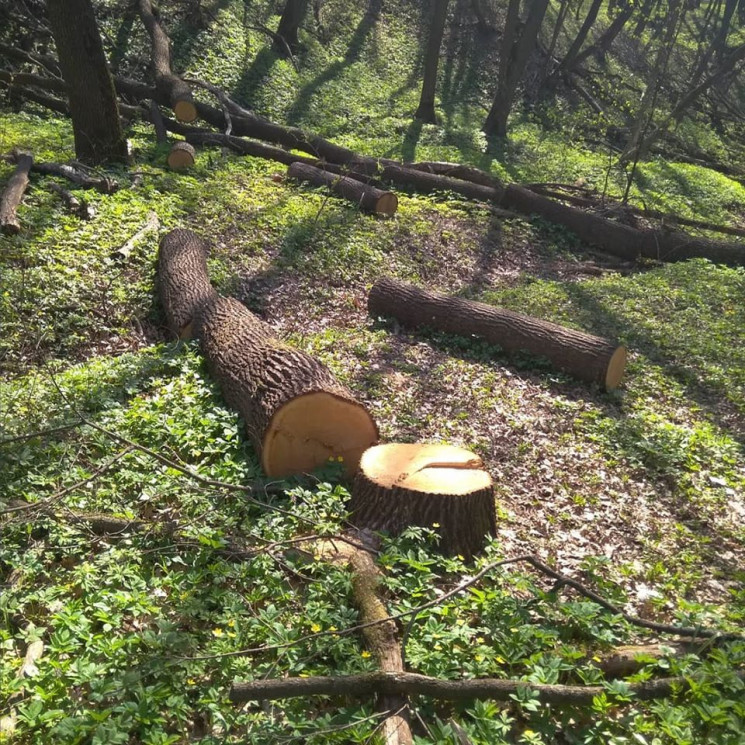 На Дніпропетровщині браконьєри порубали…