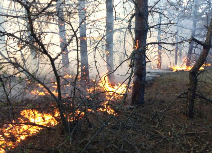 В Одесской области горело 5 гектаров хво…