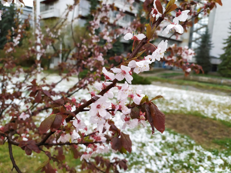 У Трускавці 14 квітня випав сніг (ФОТОРЕ…