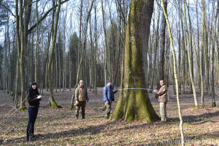 У "Малому Поліссі" ростуть дуби віком в…