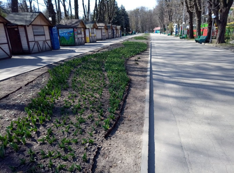 У Центральному парку Вінниці висадили 40…