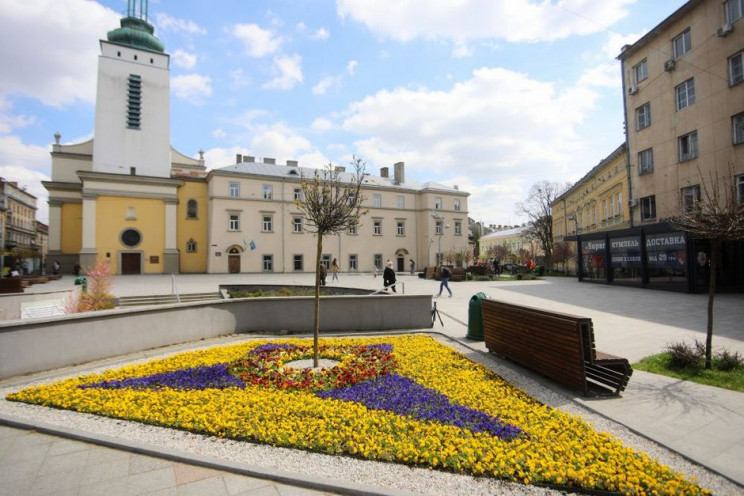 У Львові заквітли тисячі барвистих братч…
