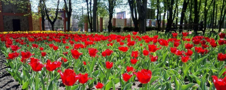 В кропивницком Дендропарке расцвели 3 ми…