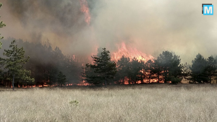 У Запорізькій області палає ліс: Вогонь…