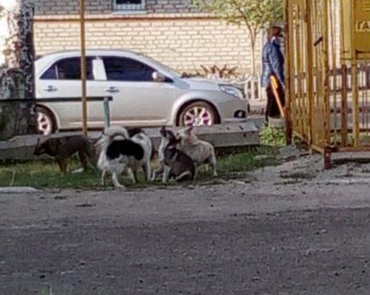 В райцентре на Запорожье стая собак напа…