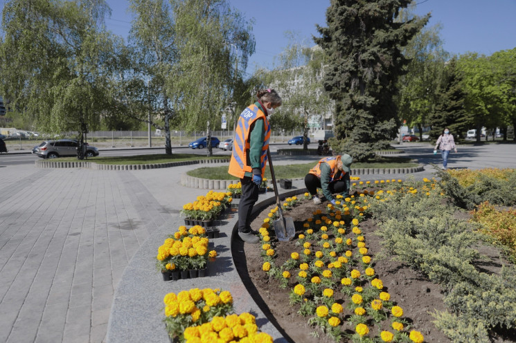 На набережной Днепра начали высаживать ц…