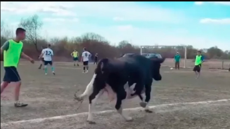 Как корова сорвала футбольный матч, кото…