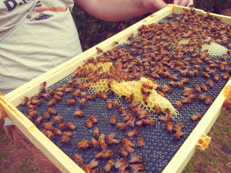 На Берегівщині масово загинули бджоли…