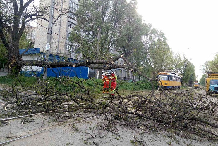 У Дніпрі величезне дерево впало на лінію…