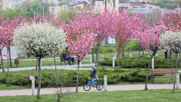Як у Львові квітнуть сакури (ФОТОРЕПОРТА…