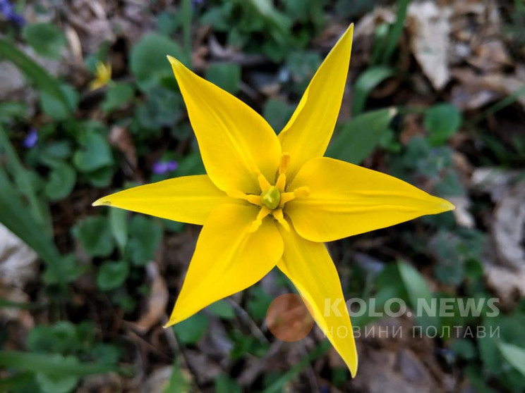 Весняне диво: У Полтаві квітне рідкісний…