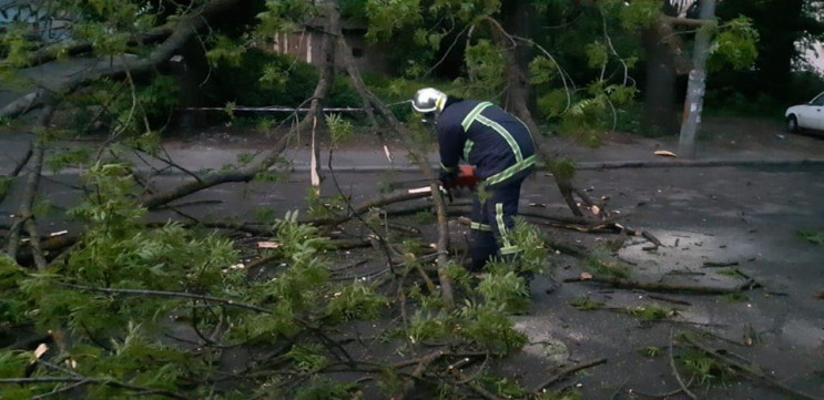 У Рівному впало дерево і перекрило рух т…