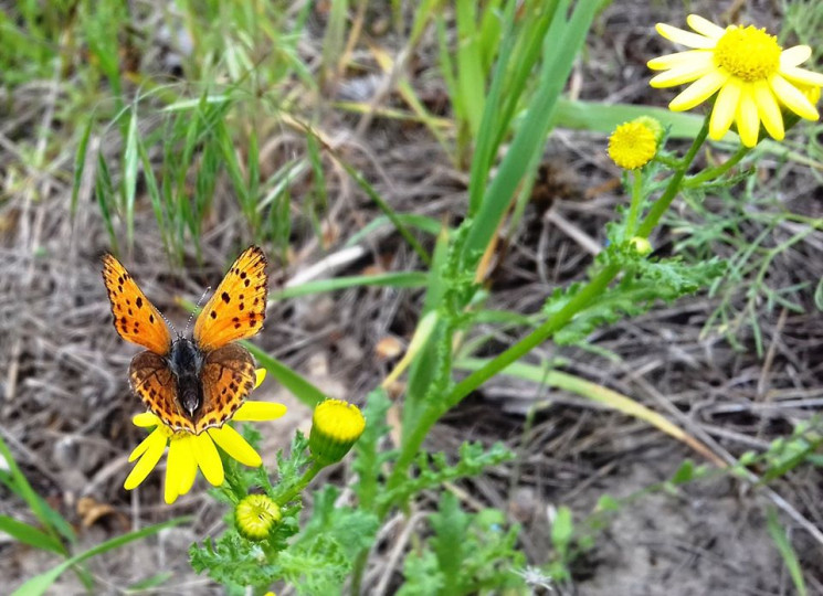 Островной май: На Хортице бабочки спорят…