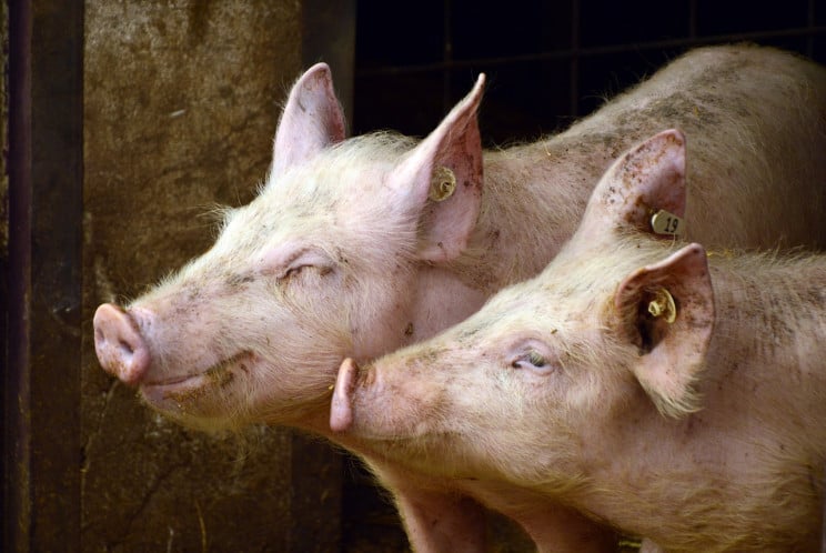 В запорожском хозяйстве – чума свиней…